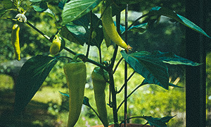 Havanapeber 'Habanero' Chili Sweet Banana